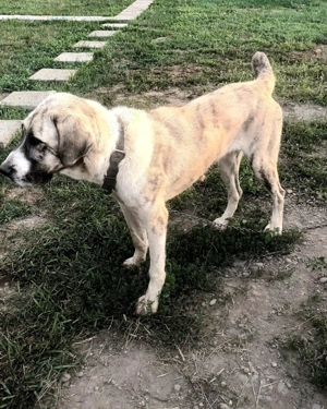 Vand ciobanesc Asia Centrala - imagine 3 Vand ciobanesc Asia Centrala - imagine 3