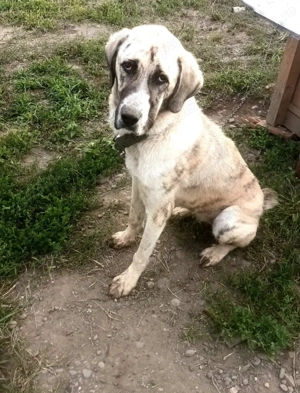 Vand ciobanesc Asia Centrala - imagine 2 Vand ciobanesc Asia Centrala - imagine 2