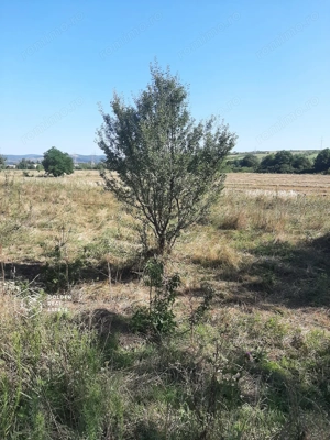 Terenuri 1300 mp, Lipova - imagine 3