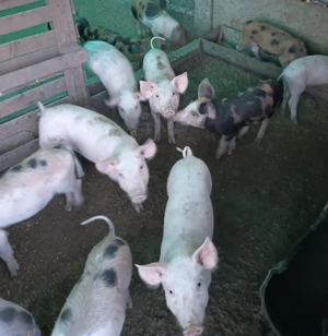 Vând  purcei 2 luni 