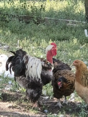 Cocoși gat golaș metis de Brahma - imagine 2