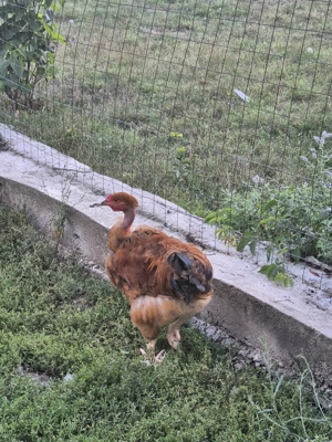 Cocoși gat golaș metis de Brahma - imagine 4