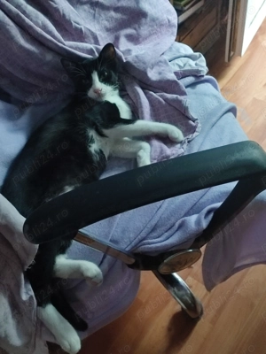 Daruiesc un motanel Tulcea - imagine 5 Daruiesc un motanel Tulcea - imagine 5