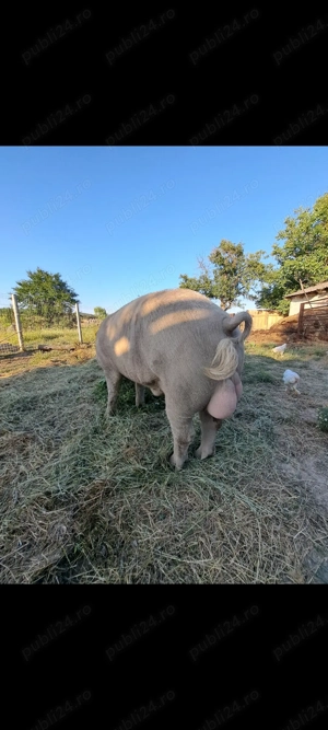 Vând vier  - imagine 2 Vând vier  - imagine 2