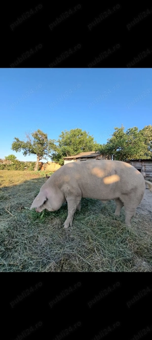 Vând vier  - imagine 4 Vând vier  - imagine 4