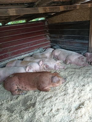 Vând porci de carne Super calitate . - imagine 2 Vând porci de carne Super calitate . - imagine 2