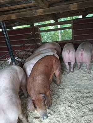 Vând porci de carne Super calitate .