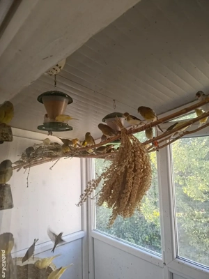 canari si exotice - imagine 4