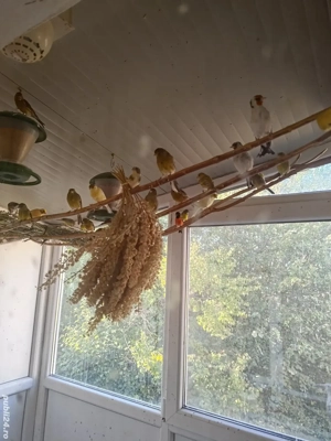 canari si exotice - imagine 5