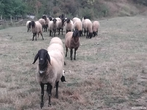 vând oi Carabașe - imagine 3