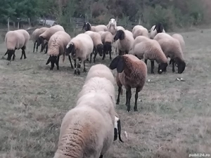 vând oi Carabașe - imagine 2