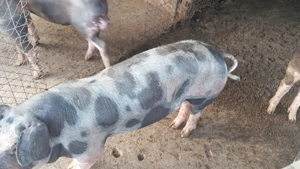 Porci de vânzare....