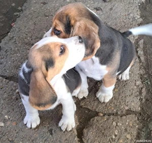 Cățeluși Beagle - imagine 5
