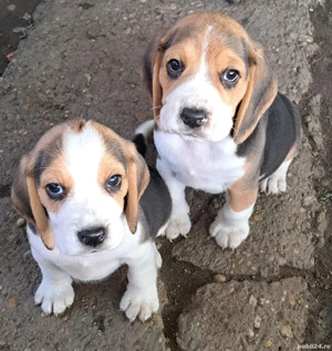 Cățeluși Beagle - imagine 2