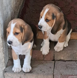 Cățeluși Beagle