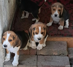 Cățeluși Beagle - imagine 3