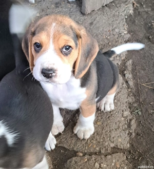 Cățeluși Beagle - imagine 4