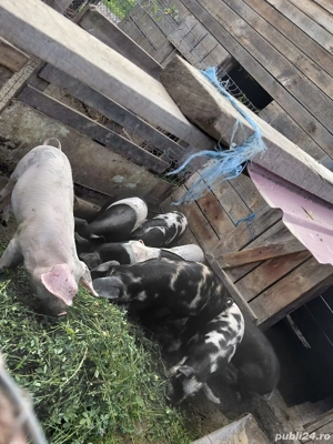 Purcei de vanzare - imagine 4