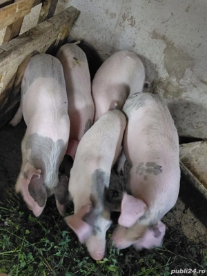 Purcei de vanzare - imagine 3