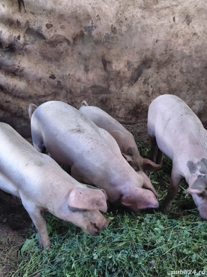 Purcei de vanzare - imagine 5