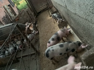 Vand purcei de rasa pietran