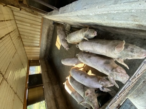 Vând porci șuldei  - imagine 2 Vând porci șuldei  - imagine 2