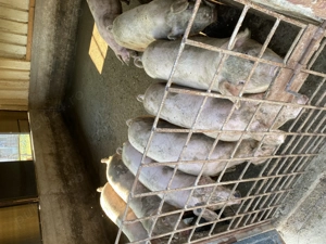 Vând porci șuldei  - imagine 3 Vând porci șuldei  - imagine 3