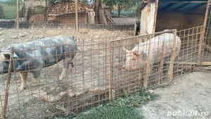 vanzare porci de carne - imagine 2
