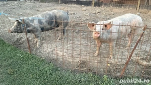 vanzare porci de carne