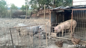 vanzare porci de carne - imagine 3