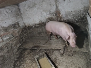 Vând purcea  - imagine 4