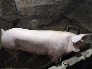 Vând purcea  - imagine 3