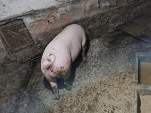 Vând purcea  - imagine 2