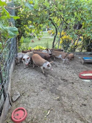 Vand Purcei - imagine 3