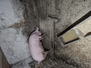 Vând purcea  - imagine 5