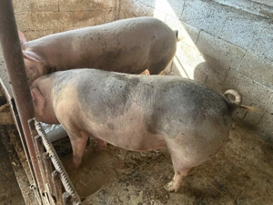 Vand Purcei - imagine 2