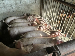 Vand Purcei - imagine 5