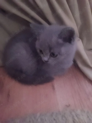 Pui de pisică British - imagine 3