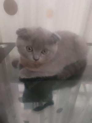 Pui de pisică British - imagine 2