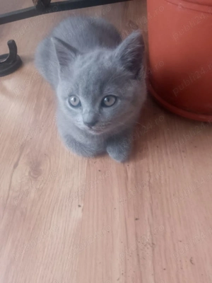 Pui de pisică British - imagine 4