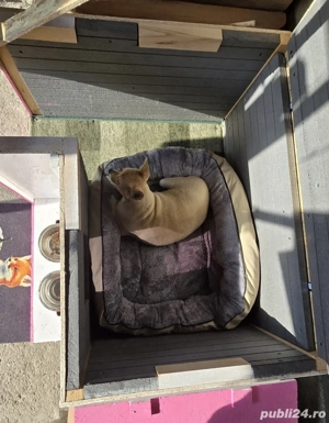 Cușcă pentru câini  - imagine 5 Cușcă pentru câini  - imagine 5