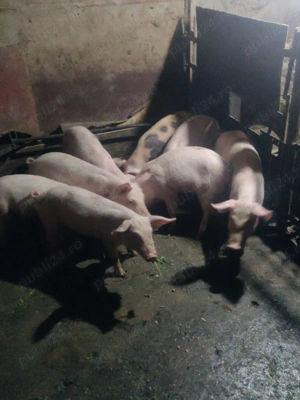 Vand purcei de 10 saptamani - imagine 2