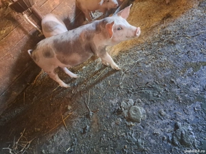 vand purcei  - imagine 2 vand purcei  - imagine 2