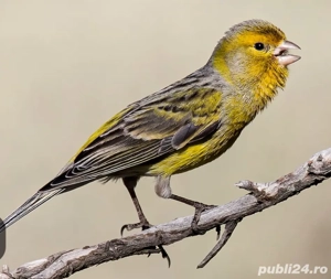 Canari Inelat