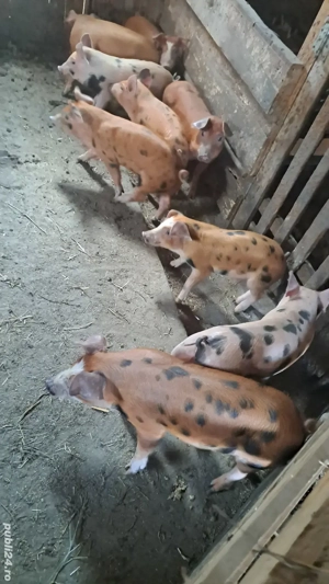 vand purcei  - imagine 3 vand purcei  - imagine 3