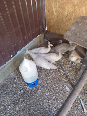 Păuni de vânzare  - imagine 2