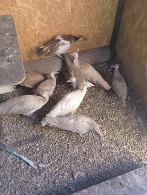 Păuni de vânzare  - imagine 3