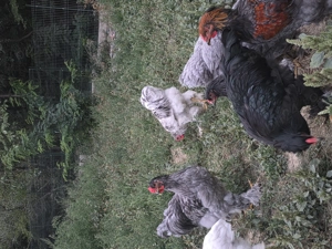 Vând pui Brahma - imagine 3 Vând pui Brahma - imagine 3