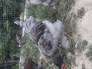 Vând pui Brahma - imagine 2 Vând pui Brahma - imagine 2