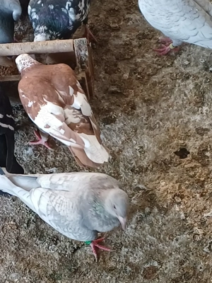 Porumbeii disponibili. - imagine 2